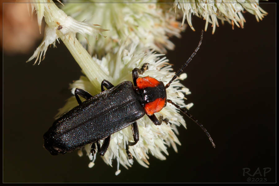 Discodon tucumanum