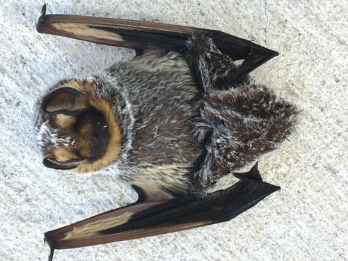 Northern Hoary Bat photographed in Texas