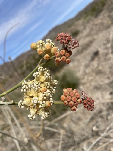 White-stem milkweed (Asclepias albicans)