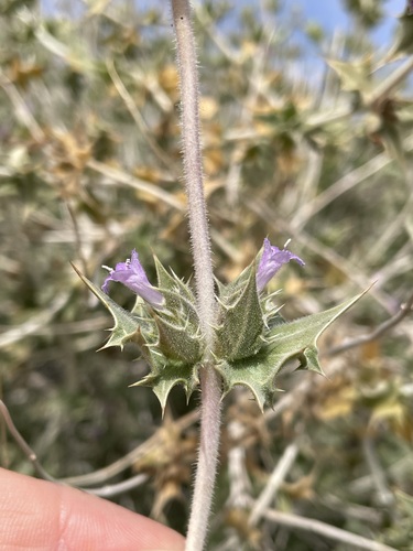 Image of Salvia greatae by (c) Matt Berger, some rights reserved (CC BY)