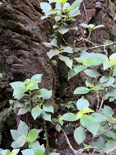 Cyrtandra kauaiensis observed 2022-12-09