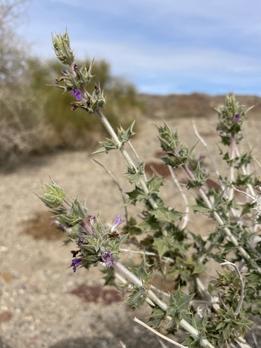 Image of Salvia greatae by (c) Matt Berger, some rights reserved (CC BY)