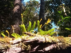 Bulbophyllum auriflorum image