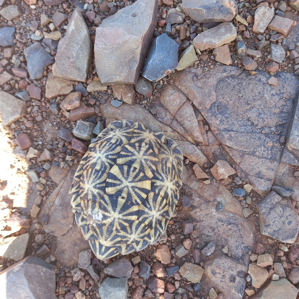 Southern tent tortoise from Kareeberg Local Municipality, South Africa ...