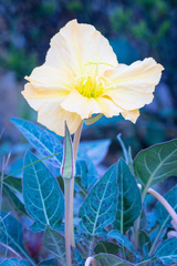 Oenothera brachycarpa