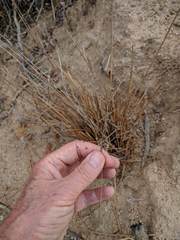 Juncus dubius