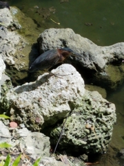 Butorides virescens image
