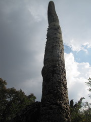 Cephalocereus polylophus
