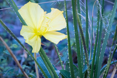 Oenothera brachycarpa