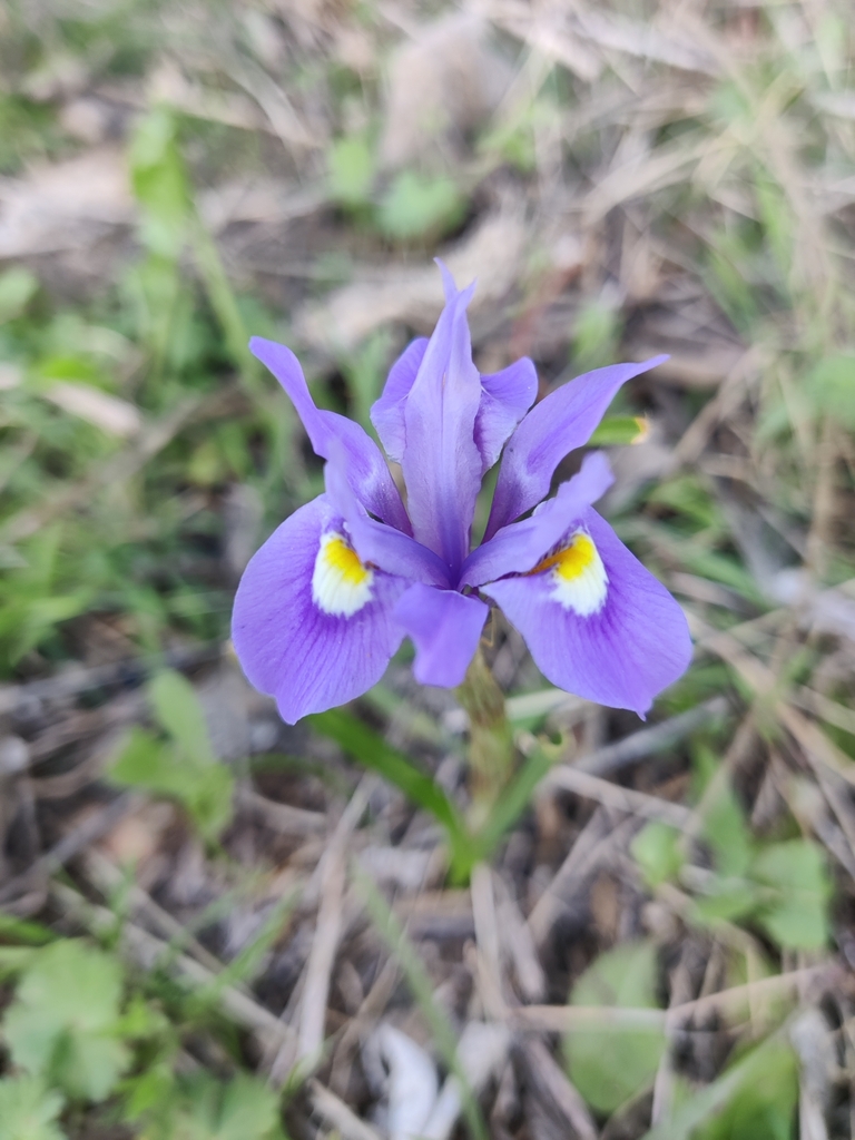 Glass Tulps