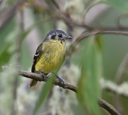 Ashy-headed Tyrannulet (Tyranniscus cinereiceps), photo 7