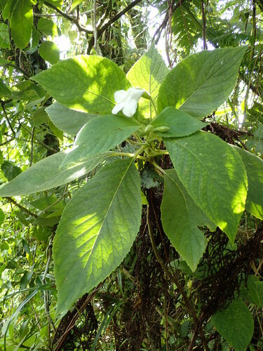 Cyrtandra kruegeri