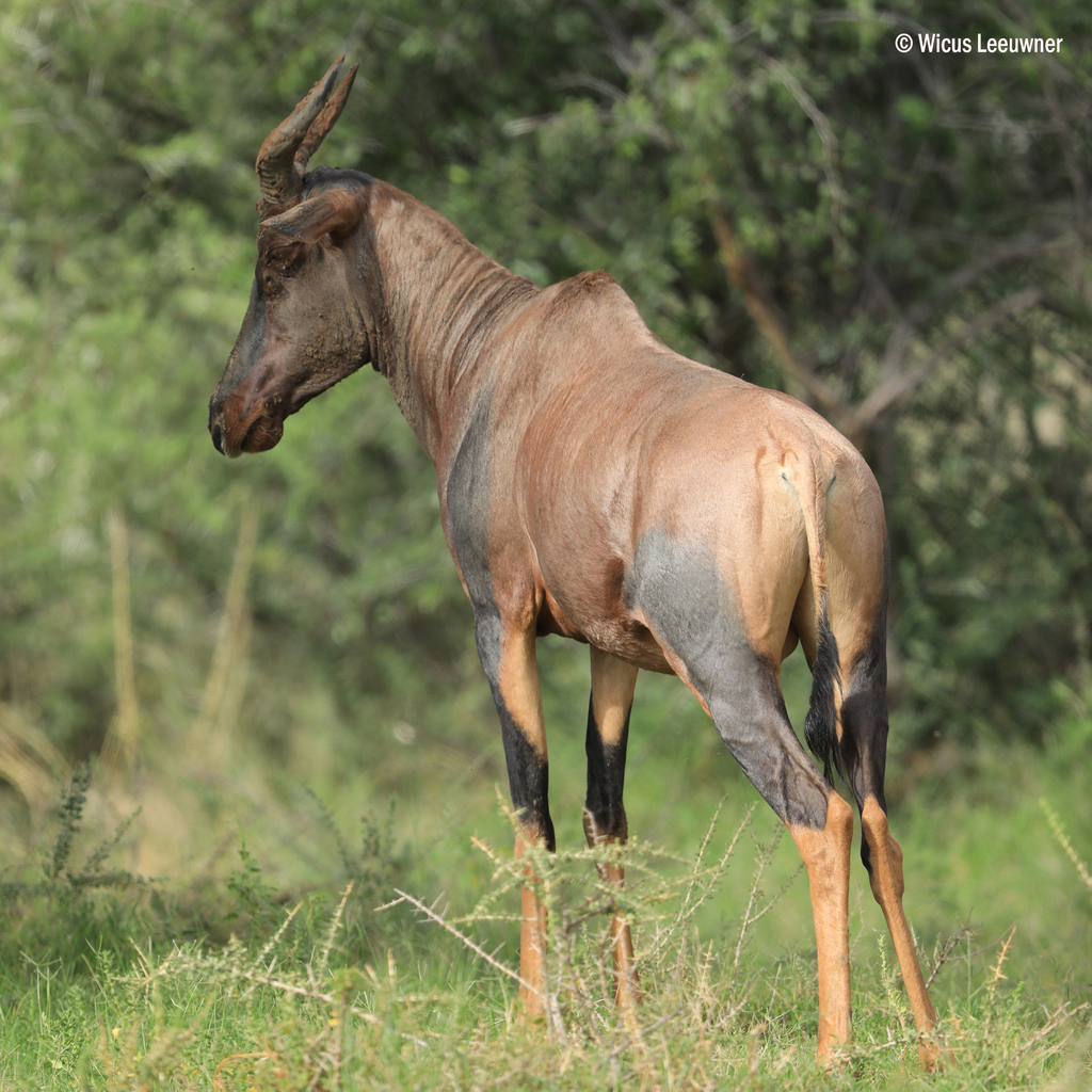 Common Tsessebe in February 2023 by wicus leeuwner · iNaturalist