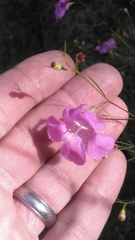 Agalinis setacea