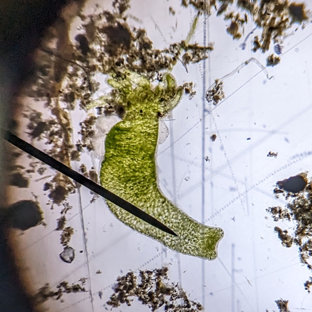 Hydra hadleyi