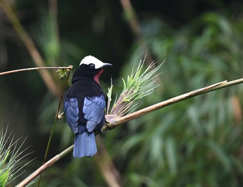White-capped Tanager (Sericossypha albocristata), photo 7