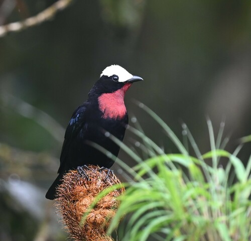 White-capped Tanager (Sericossypha albocristata), photo 8