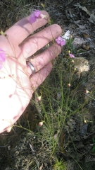 Agalinis setacea