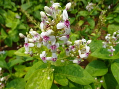 Pseuderanthemum carruthersii