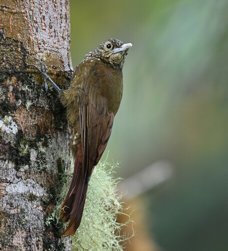Olive-backed Woodcreeper (Xiphorhynchus triangularis), photo 9