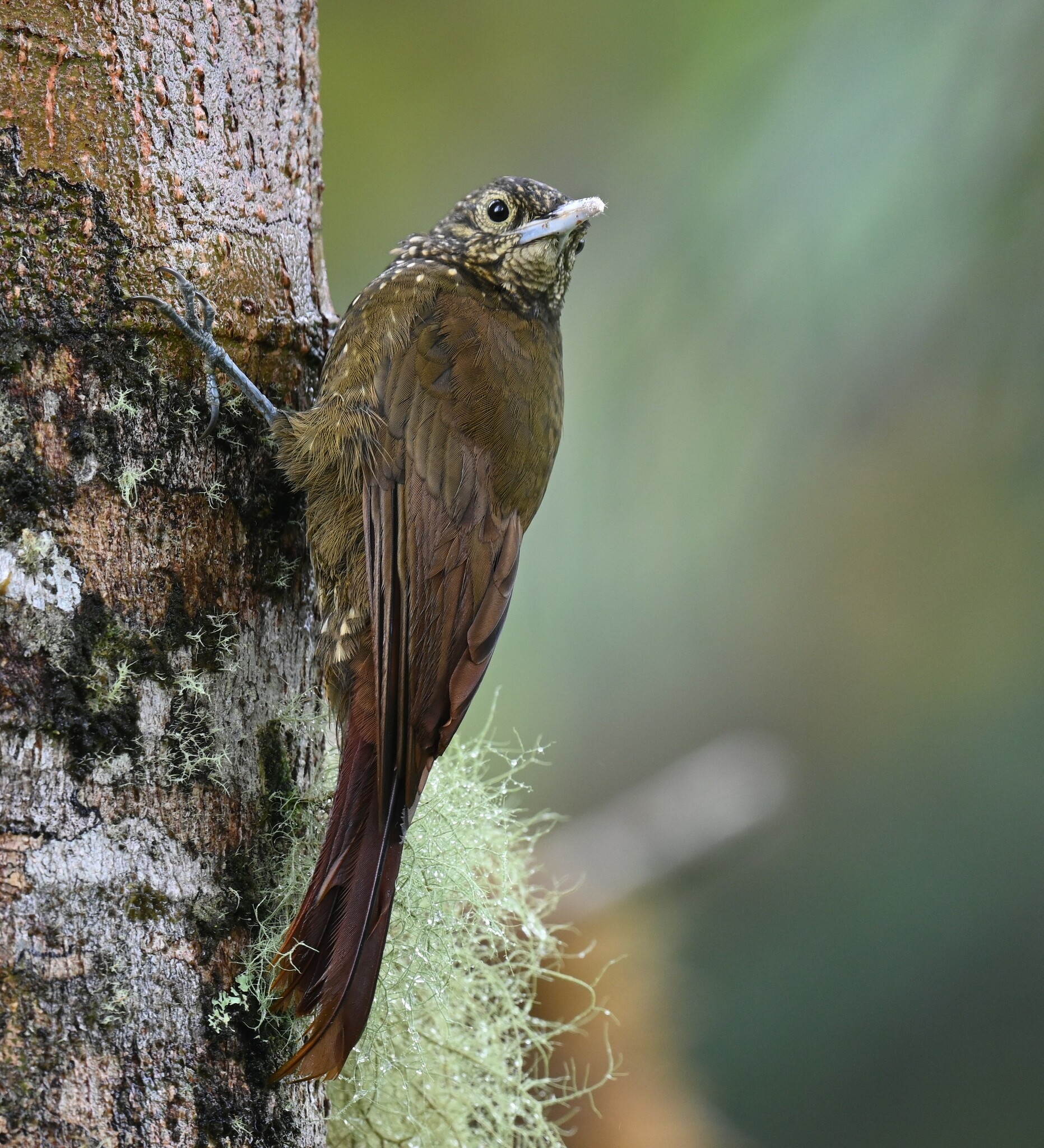 Olive-backed Woodcreeper (Xiphorhynchus triangularis), photo 9