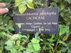 Cephalocereus polylophus