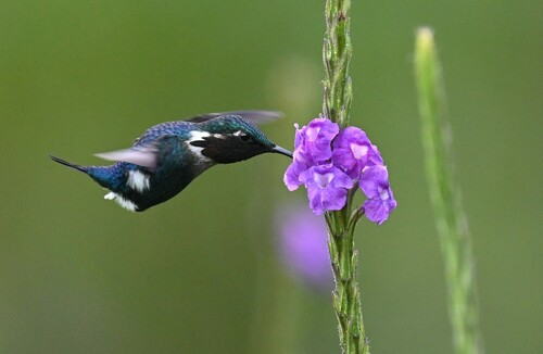 Gorgeted Woodstar (Chaetocercus heliodor), photo 4