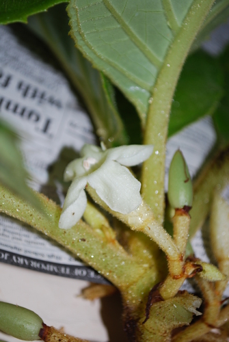 Cyrtandra kusaimontana observed 2009-03-17