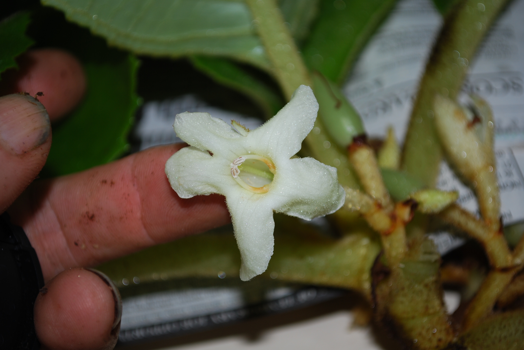 Cyrtandra kusaimontana