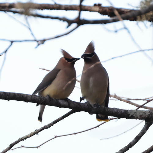 Cedar Waxwing photographed in Connecticut