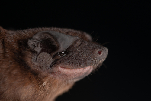 greenhall's dog-faced bat (Cynomops greenhalli) — Least Concern Mammalia