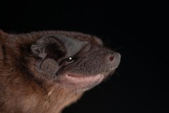 Greenhall's Dog-Faced Bat photo 1