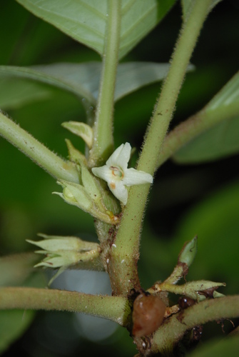 Cyrtandra kusaimontana observed 2009-09-03