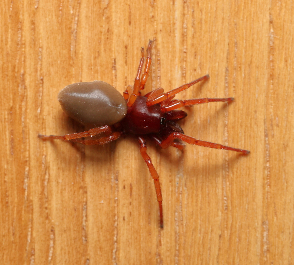 Woodlouse Spider from Montgomery County, OH, USA on March 10, 2023 at ...