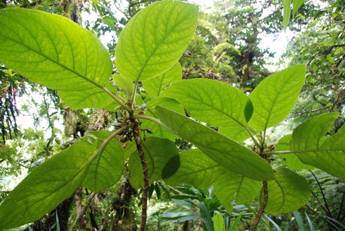 Cyrtandra kusaimontana observed 2009-09-16