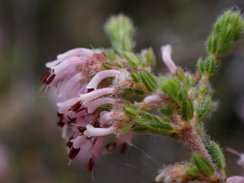 Image of Erica similis by (c) Ren Hoekstra, some rights reserved (CC BY)