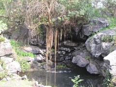 Burseraceae
