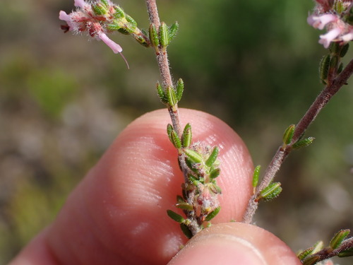 Image of Erica similis by (c) Ren Hoekstra, some rights reserved (CC BY)