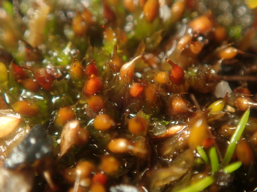 Image of Tortula protobryoides by (c) Alexis Tinker-Tsavalas, some rights reserved (CC BY)