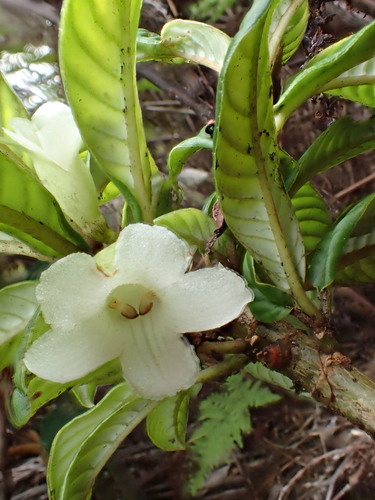 Cyrtandra longifolia