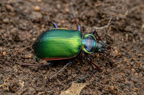 Photo of Fiery Searcher (Calosoma scrutator)