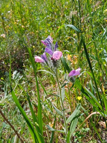 Image of Echium judaeum by (c) yelena_antipova, some rights reserved (CC BY)