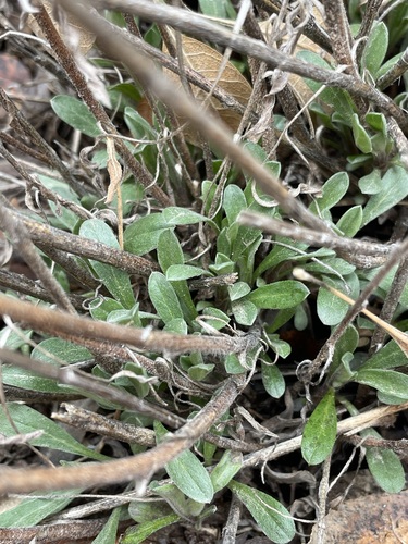 Image of Heterotheca excelsior by (c) Matt Berger, some rights reserved (CC BY)