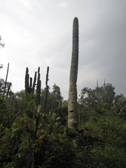 Cephalocereus polylophus