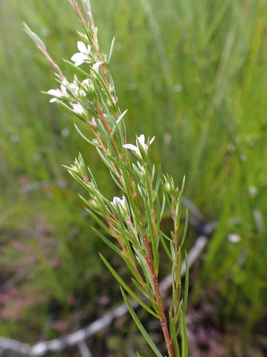 Image of Coleonema virgatum by (c) Ren Hoekstra, some rights reserved (CC BY)