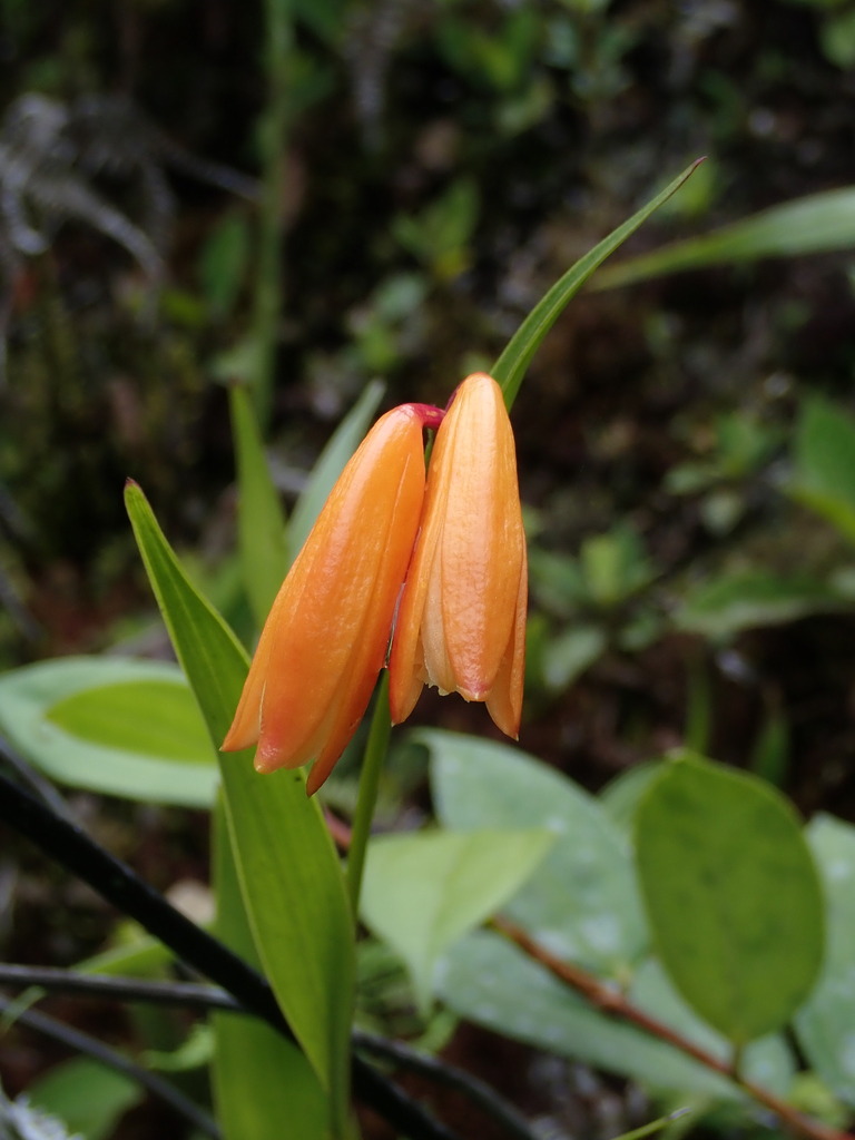 Sobralia crocea