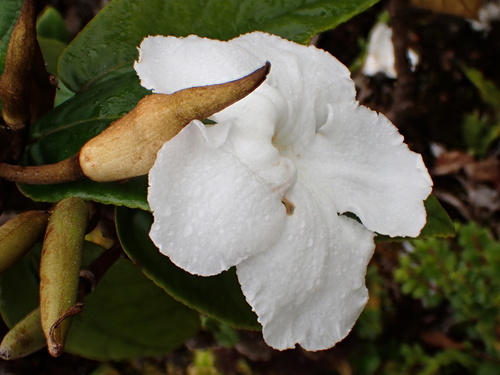 Cyrtandra nitens