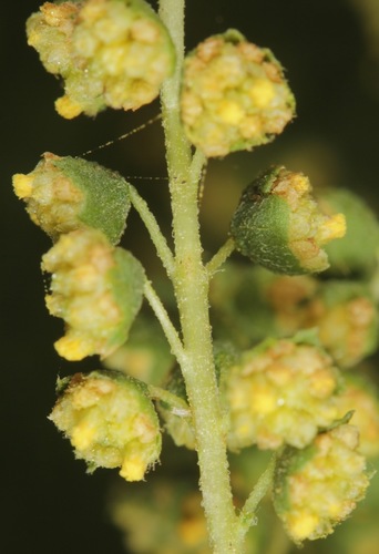 Ambrosia confertiflora