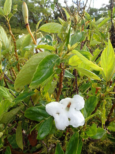 Cyrtandra nudiflora