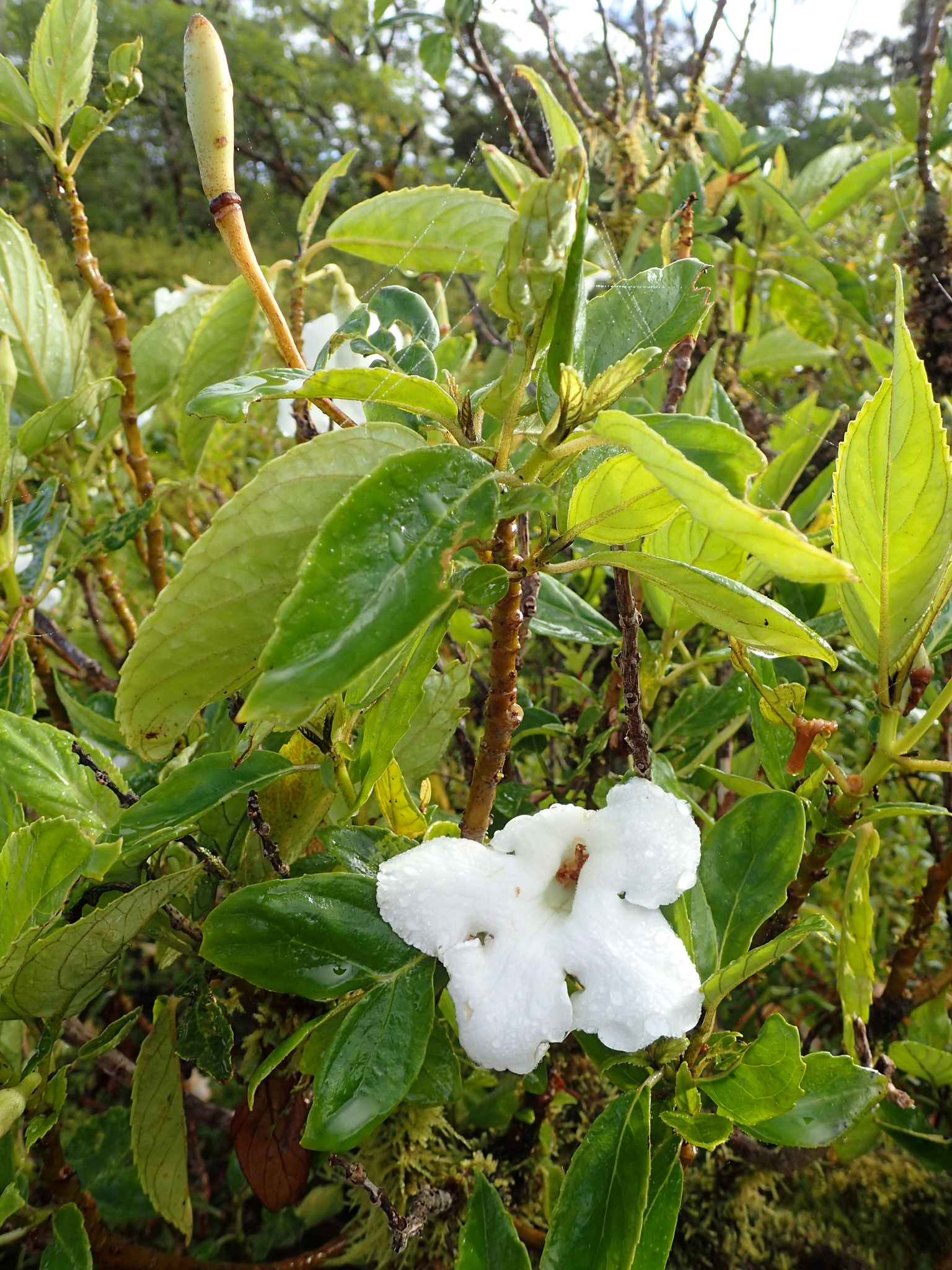 Cyrtandra nudiflora